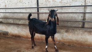 goatwala-karoli-female3