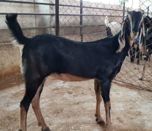 goatwala-karoli-female4