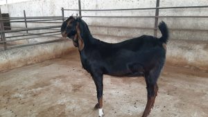 goatwala-karoli-female5