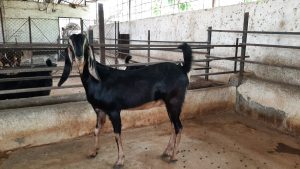 goatwala-karoli-female6