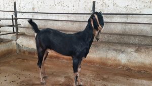 goatwala-karoli-female7