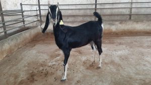 goatwala-karoli-female8