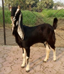 goatwala-karoli-female9