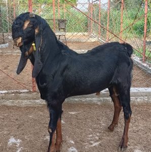 goatwala-karoli-male