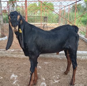 goatwala-karoli-male1