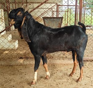 goatwala-karoli-male10