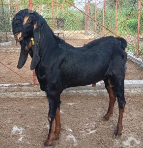 goatwala-karoli-male2