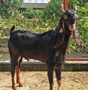 goatwala-karoli-male3