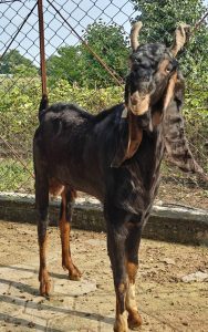 goatwala-karoli-male4