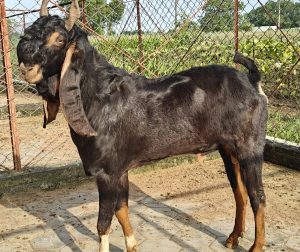 goatwala-karoli-male5