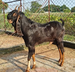 goatwala-karoli-male6