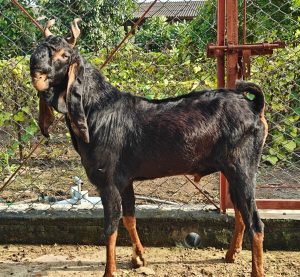 goatwala-karoli-male7