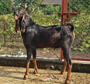 goatwala-karoli-male8