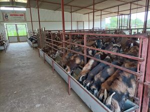 goatwala-shed