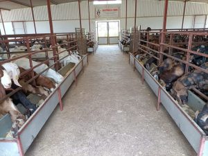 goatwala-shed1