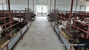 goatwala-shed5