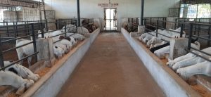 goatwala-shed6