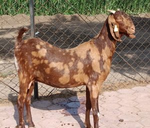 goatwala-sirohi-female