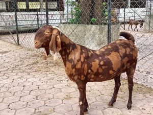 goatwala-sirohi-female10