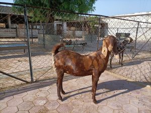 goatwala-sirohi-female11
