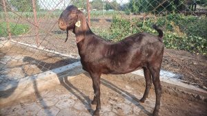 goatwala-sirohi-female13