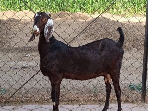 goatwala-sirohi-female16