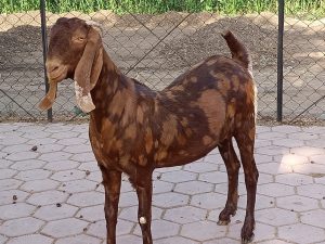goatwala-sirohi-female2