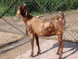 goatwala-sirohi-female4
