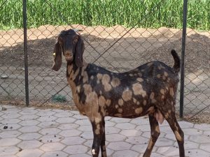 goatwala-sirohi-female5