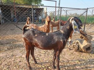 goatwala-sirohi-female6