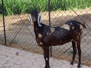 goatwala-sirohi-female7