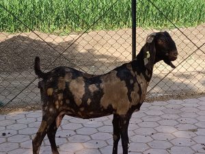 goatwala-sirohi-female8