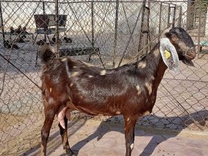 goatwala-sirohi-female9