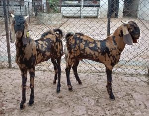 goatwala-sirohi-male