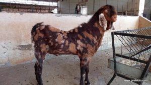 goatwala-sirohi-male1