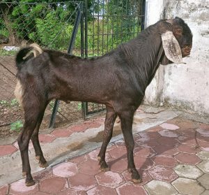 goatwala-sirohi-male2