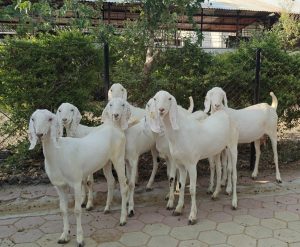 goatwala-sojat-female