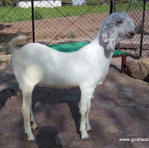 goatwala-sojat-female1
