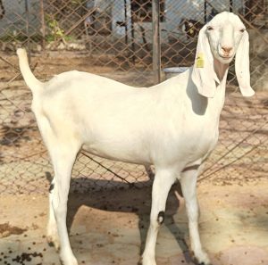 goatwala-sojat-female10