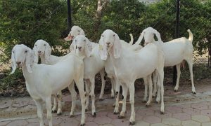 goatwala-sojat-female13