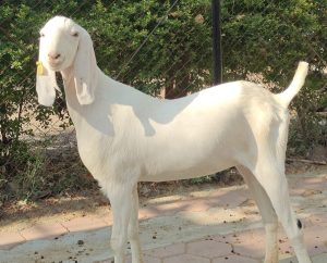 goatwala-sojat-female14