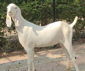 goatwala-sojat-female15