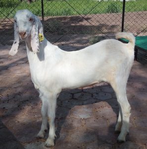 goatwala-sojat-female2