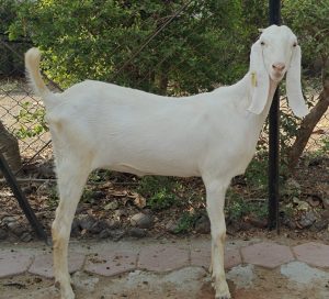 goatwala-sojat-female3