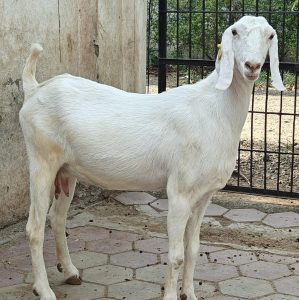 goatwala-sojat-female4