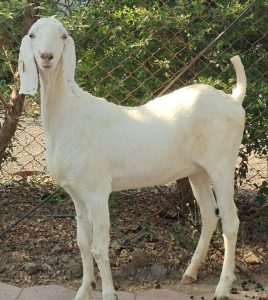 goatwala-sojat-female5