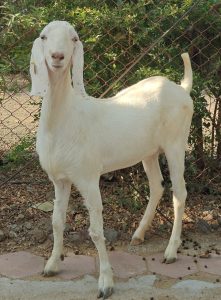 goatwala-sojat-female6