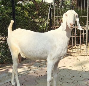 goatwala-sojat-female7