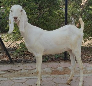 goatwala-sojat-female8