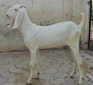 goatwala-sojat-female9